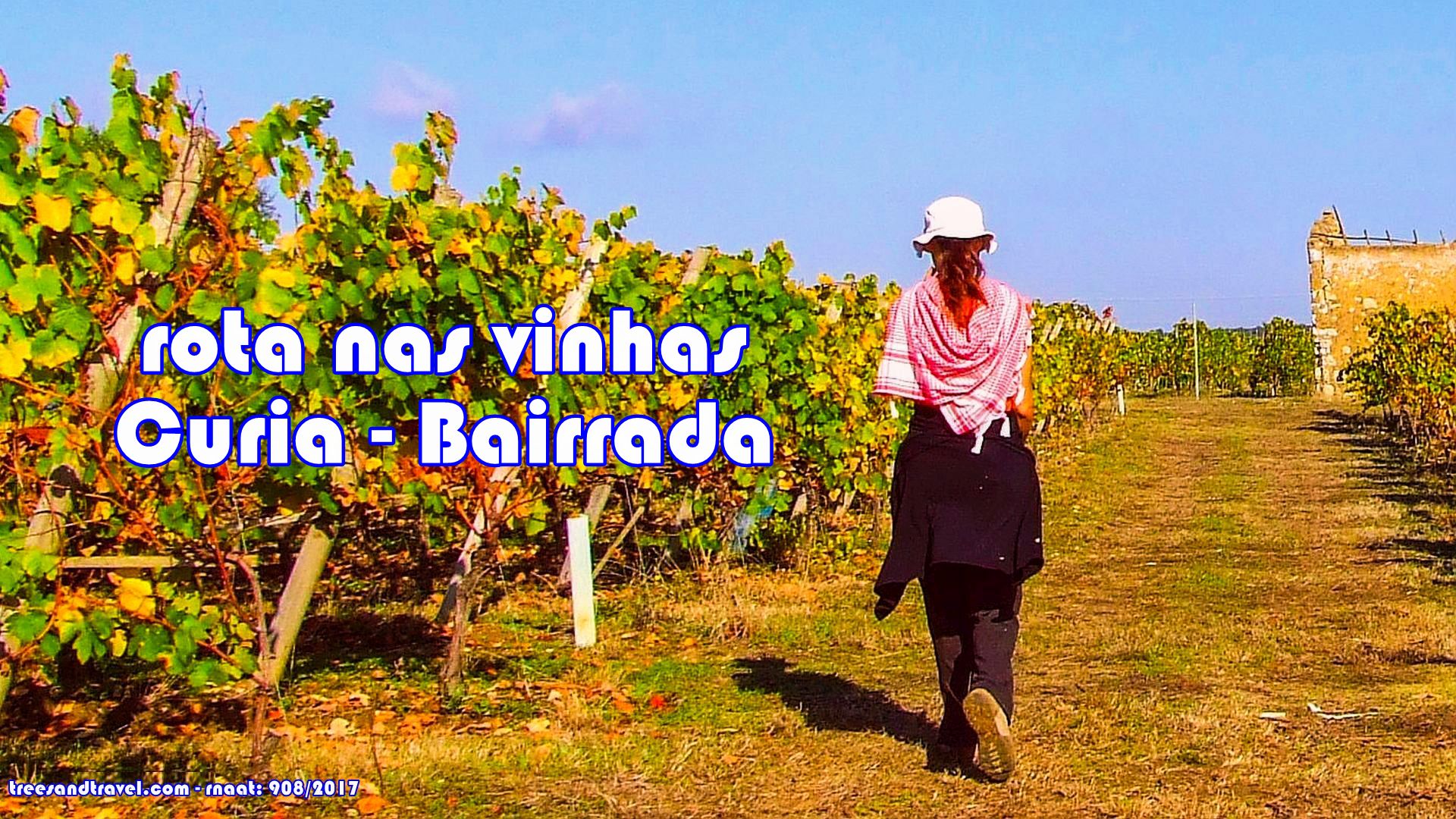 Rota nas Vinhas da Bairrada e Festa Tradicional