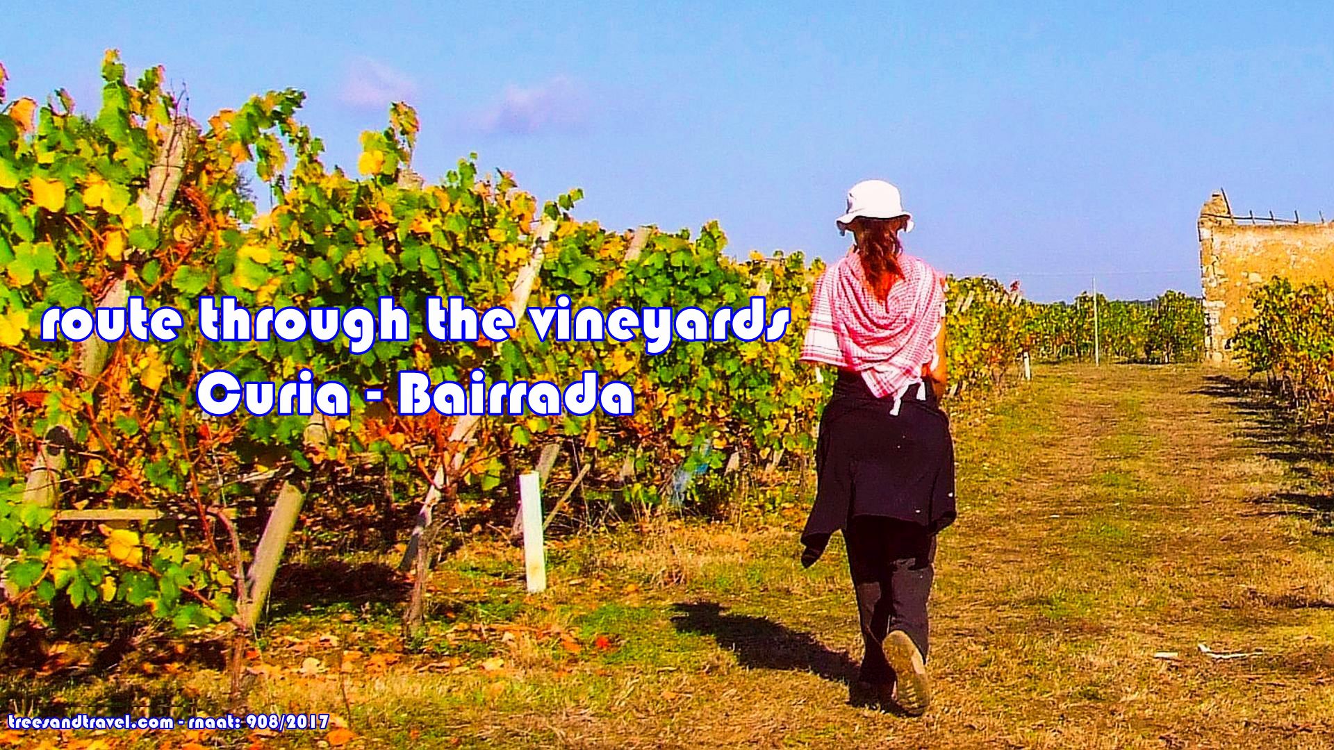 Bairrada Vineyard Route and Traditional Festival