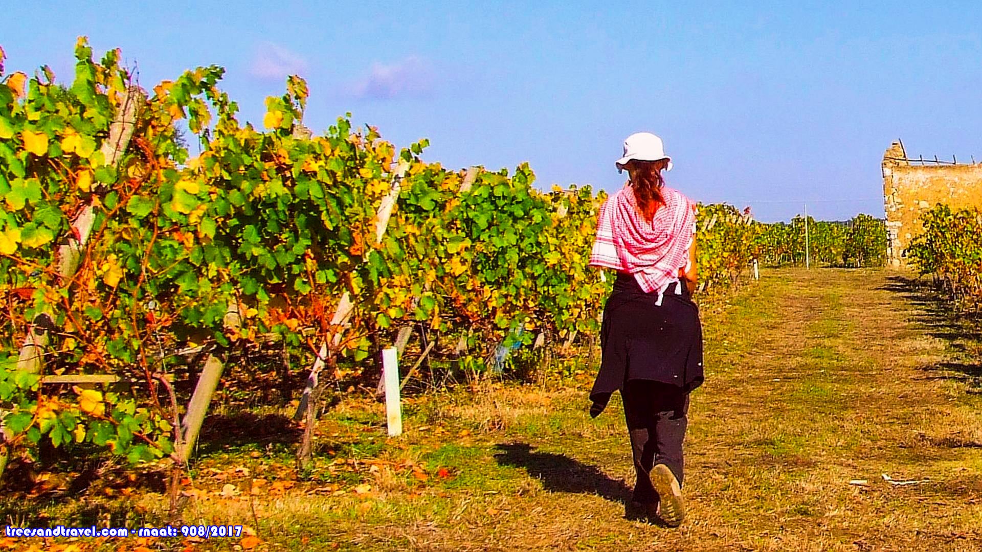 rota nas vinhas - Curia, Bairrada