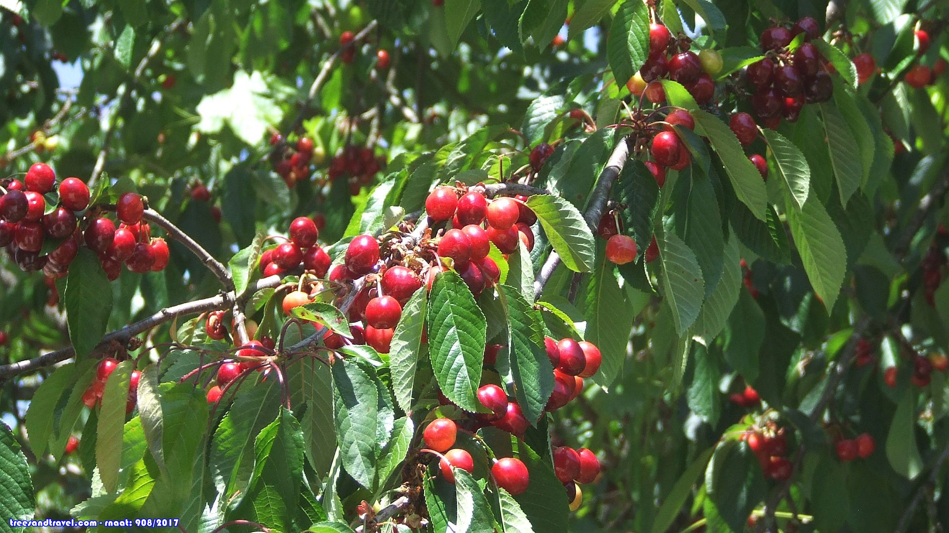 cerejas