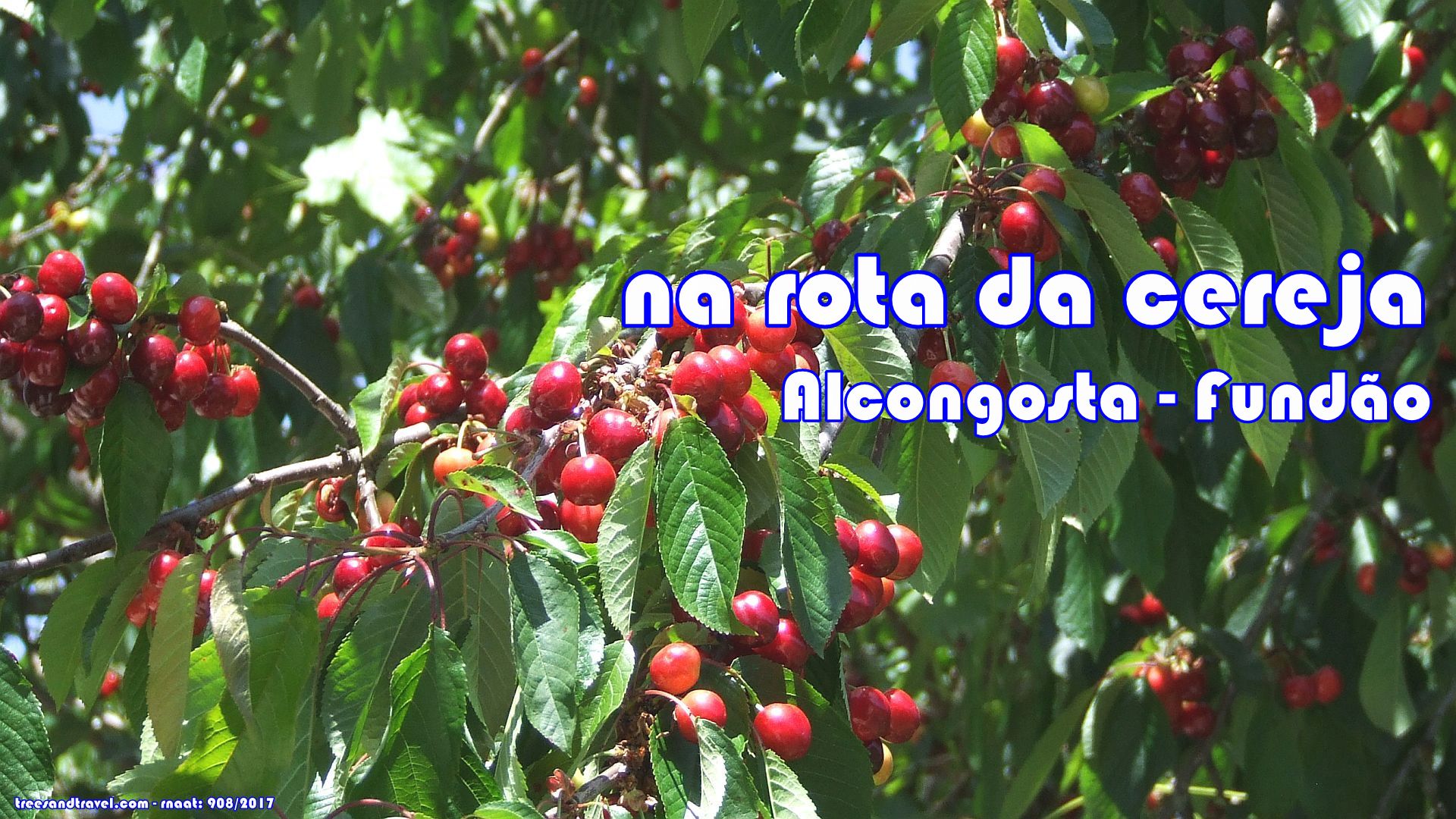 Festa da Cereja Alcongosta