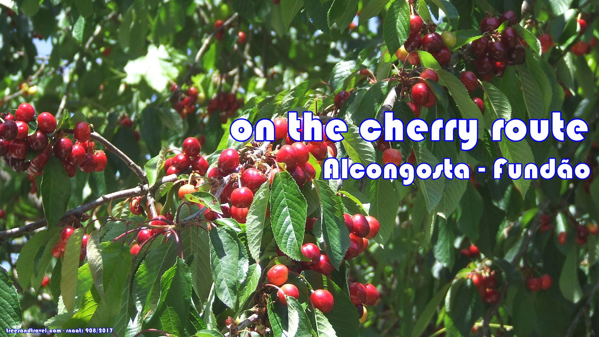 Alcongosta Cherry Festival