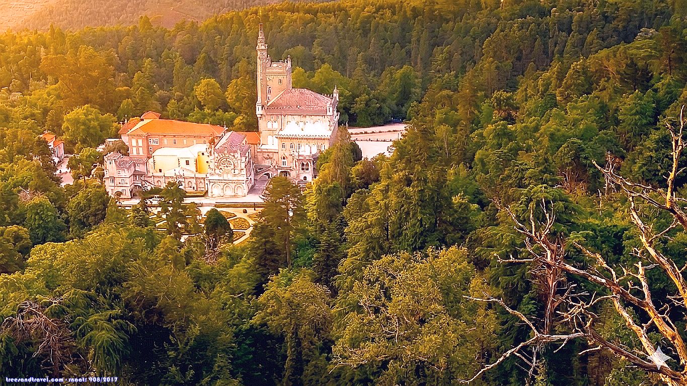 Entardecer de Lugh na Mata do Buçaco