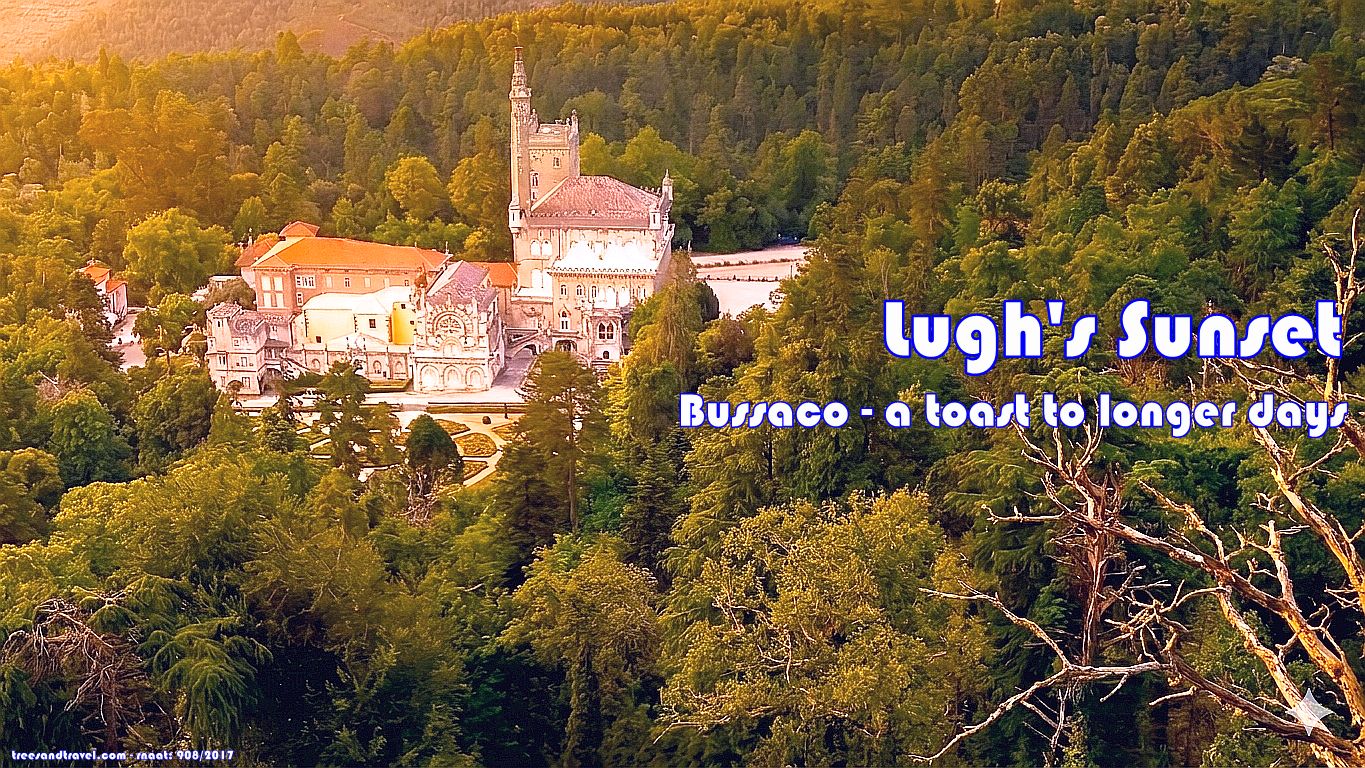 Lugh's Sunset in the Bussaco Forest