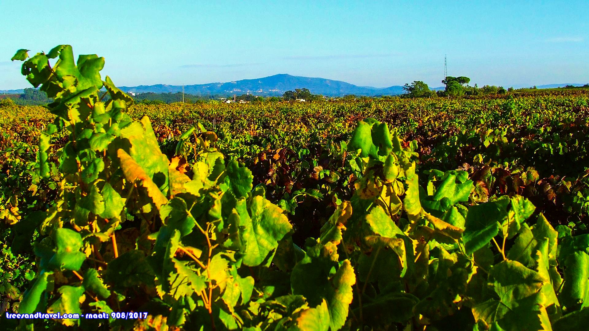 Imagem vinhas da Bairrada