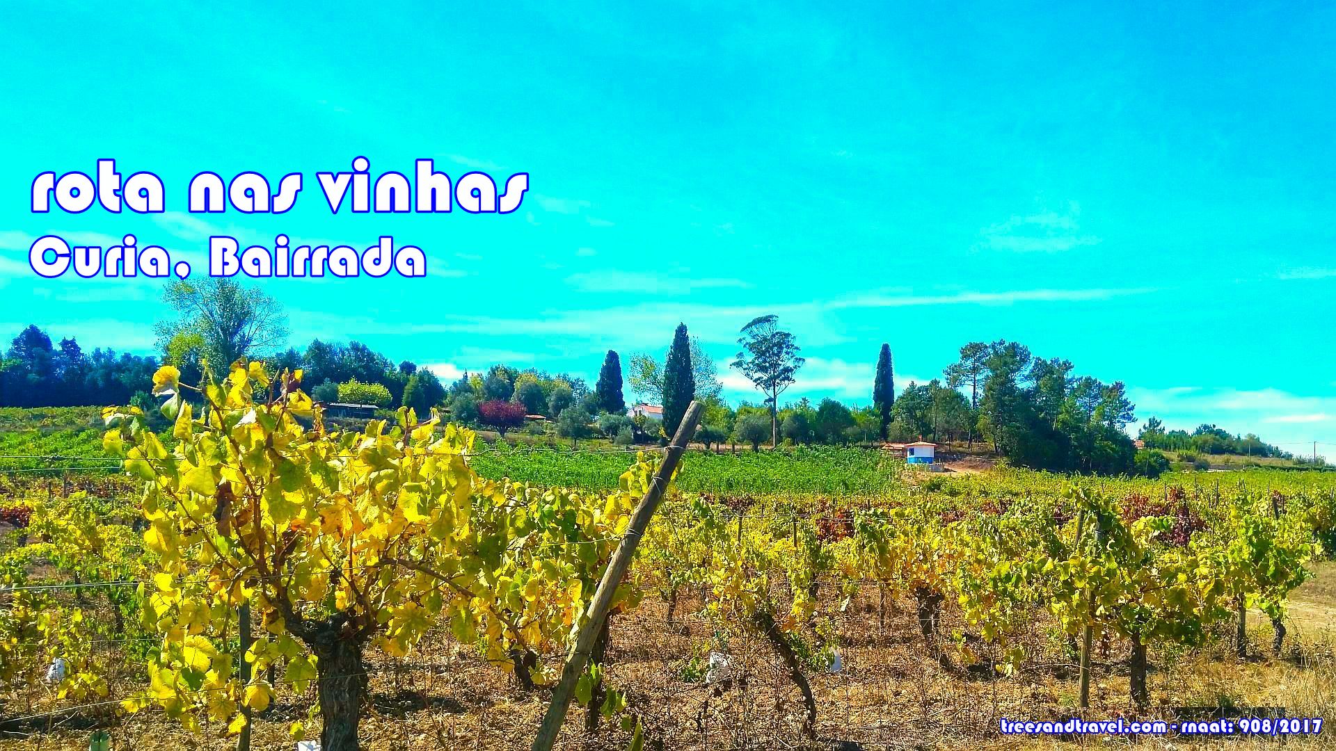 Rota nas Vinhas da Bairrada e Festa do Leitão e do Espumante