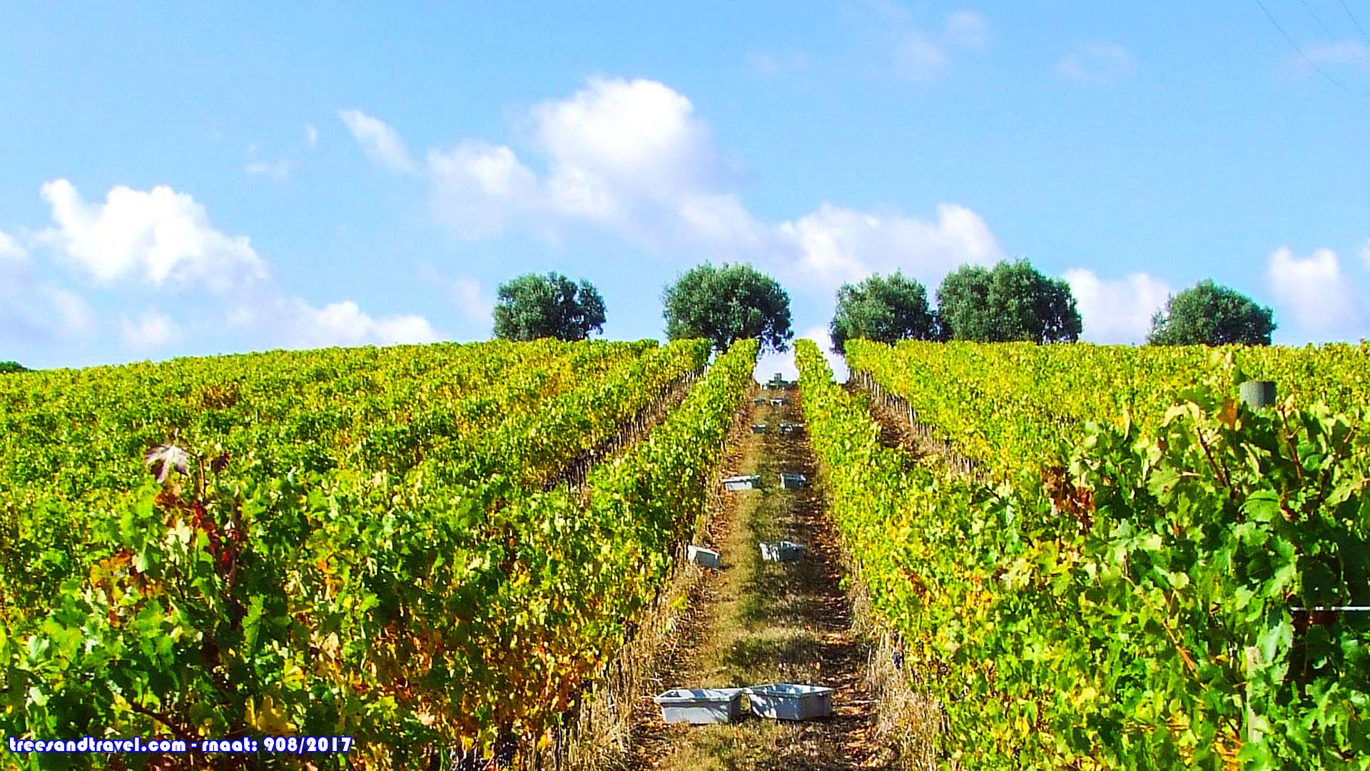 Imagem Vinhas da Bairrada